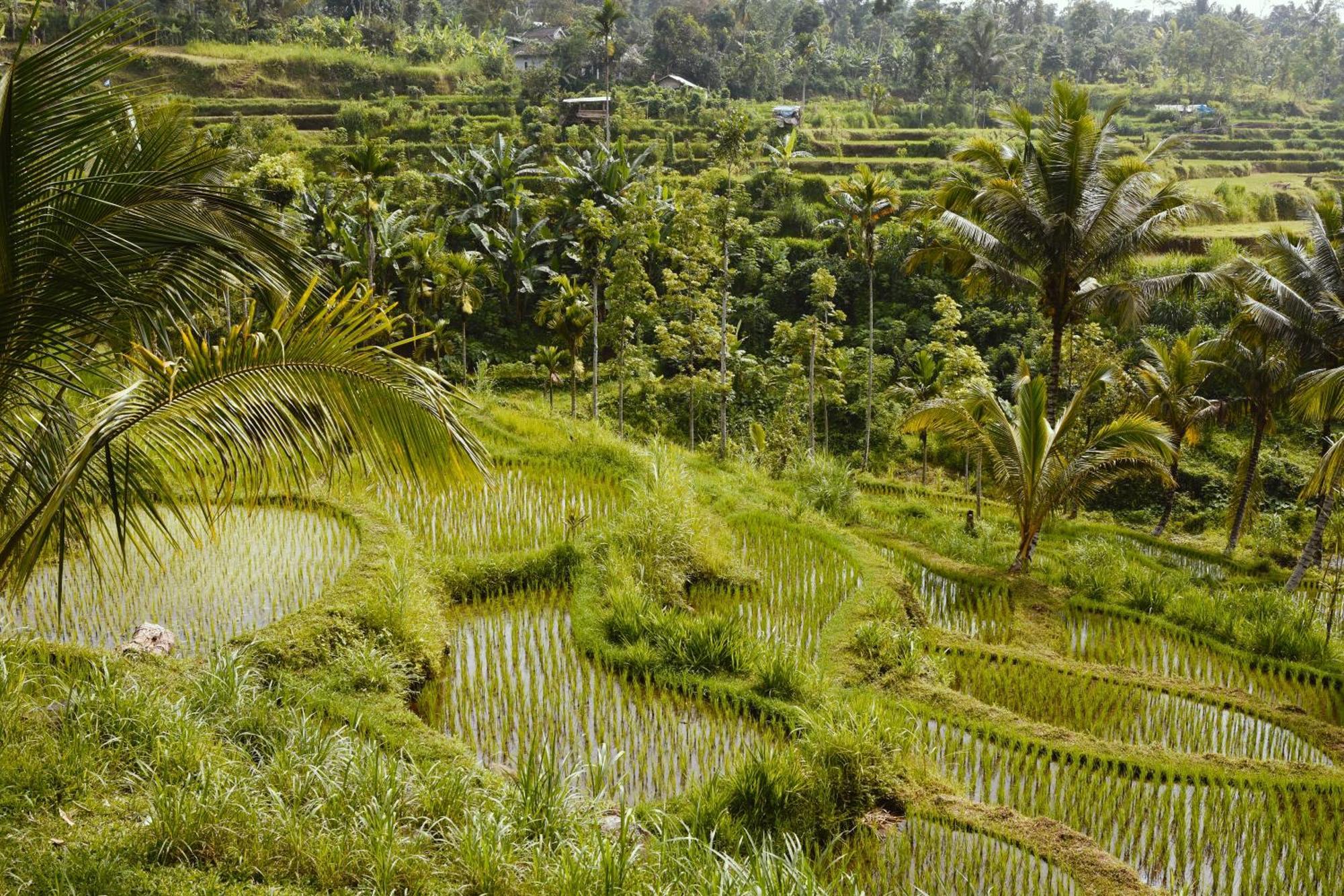 Tetebatu Sunrise Homestay Eksteriør billede