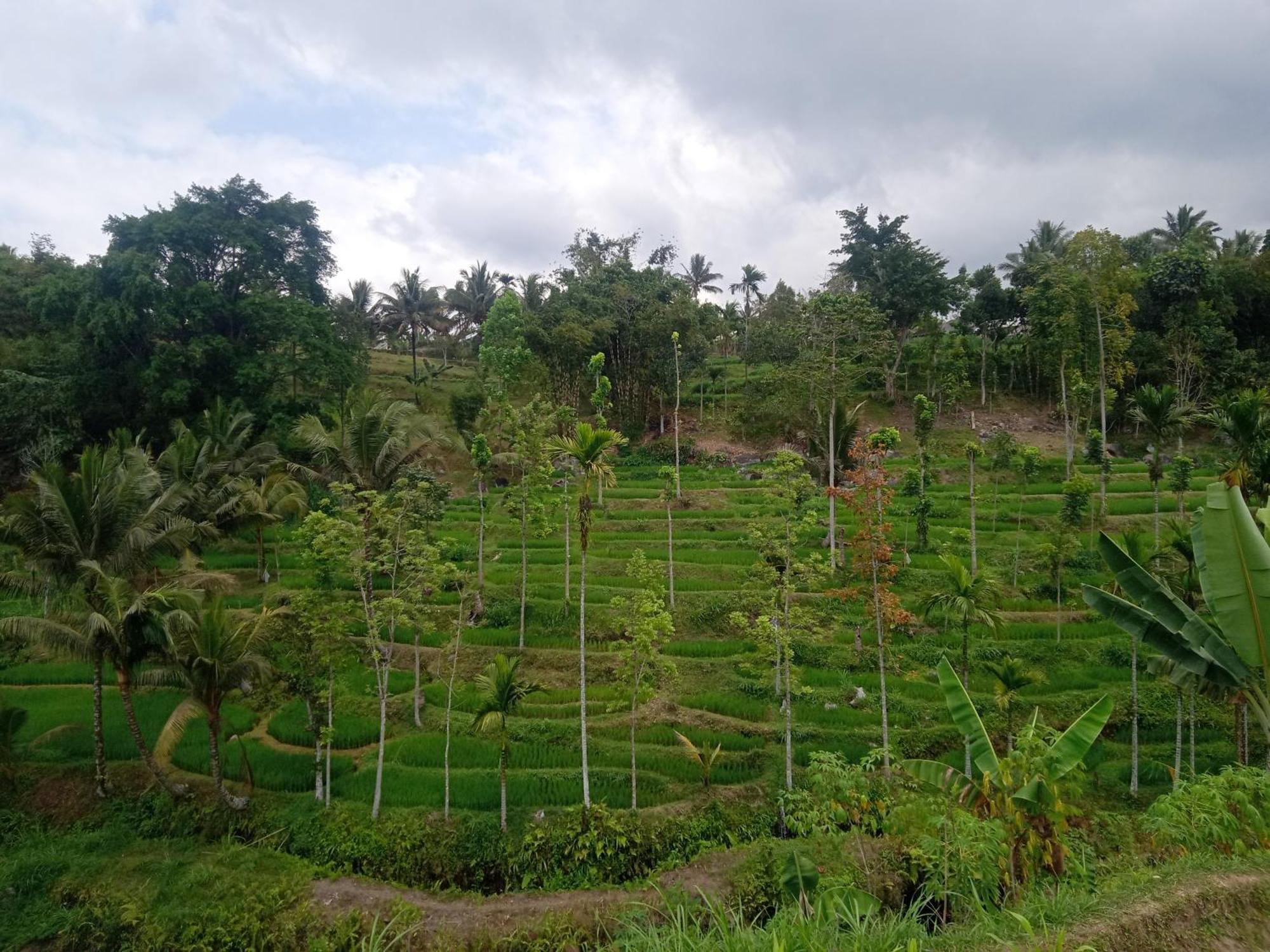 Tetebatu Sunrise Homestay Eksteriør billede