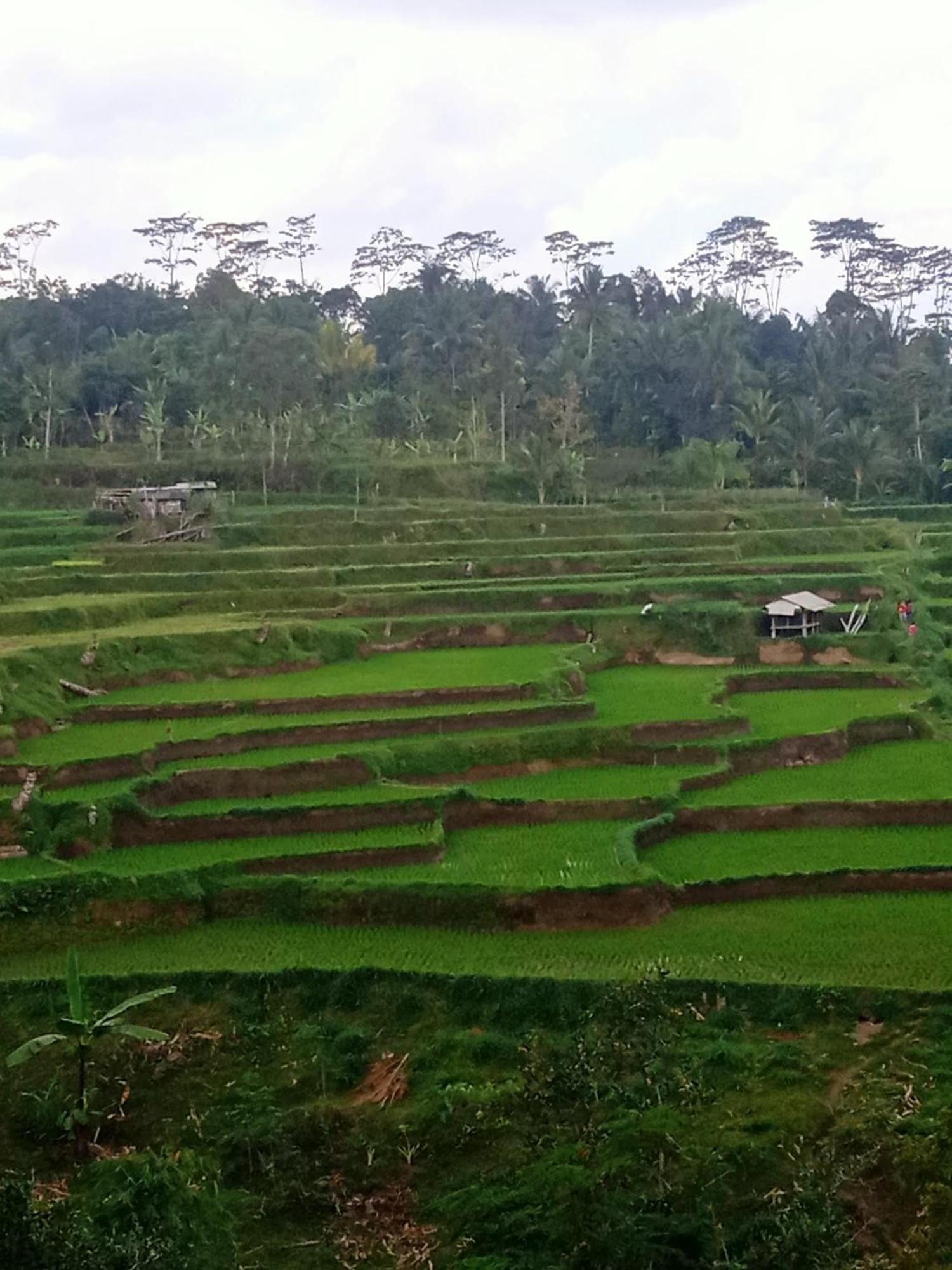 Tetebatu Sunrise Homestay Eksteriør billede